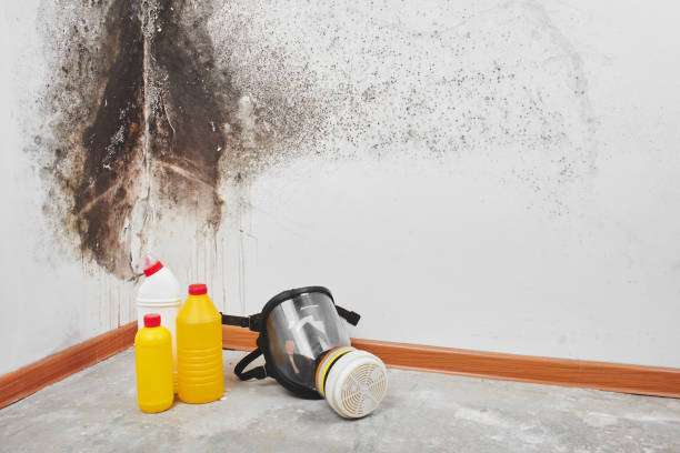 Best Professional Mold Removal  in Sparks, TX