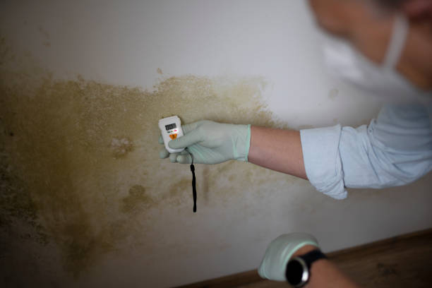 Best Fast Mold Removal  in Sparks, TX
