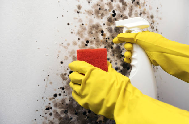 Mold Removal and Inspection in Sparks, TX