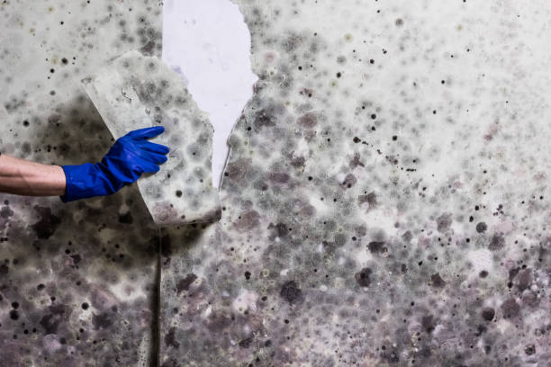 Best Mold Removal Near Me  in Sparks, TX